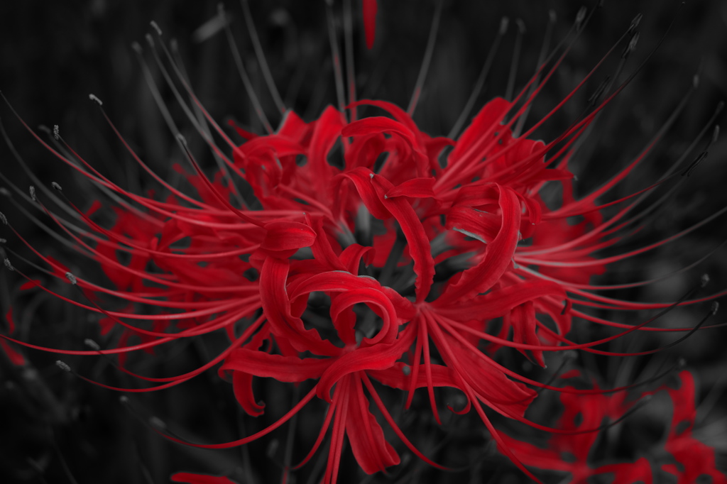 曼珠沙華