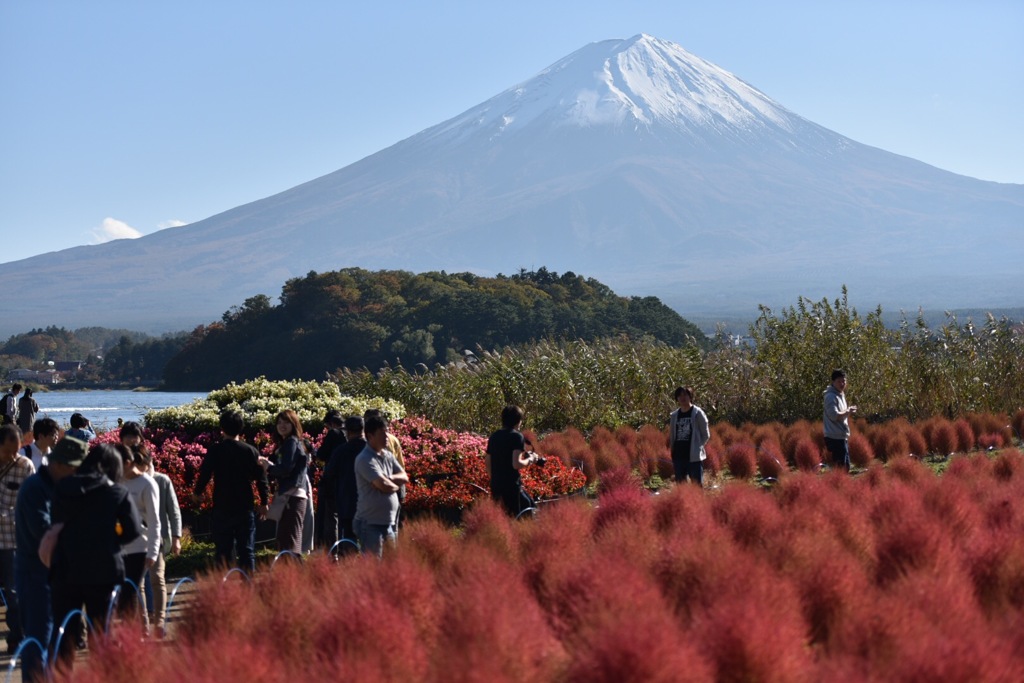 コキアと富士山