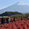 コキアと富士山