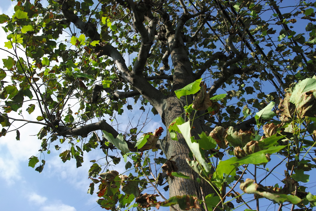 生命力を感じる