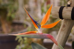 極楽鳥花