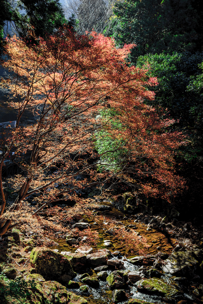 光と紅葉と水