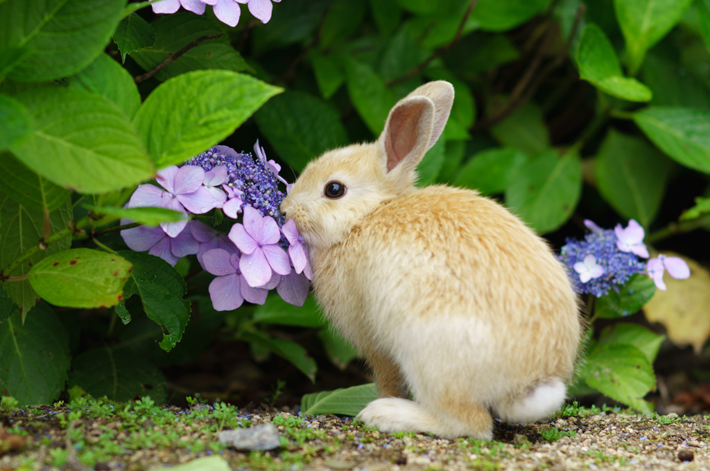 あじさい、ウメぇ！