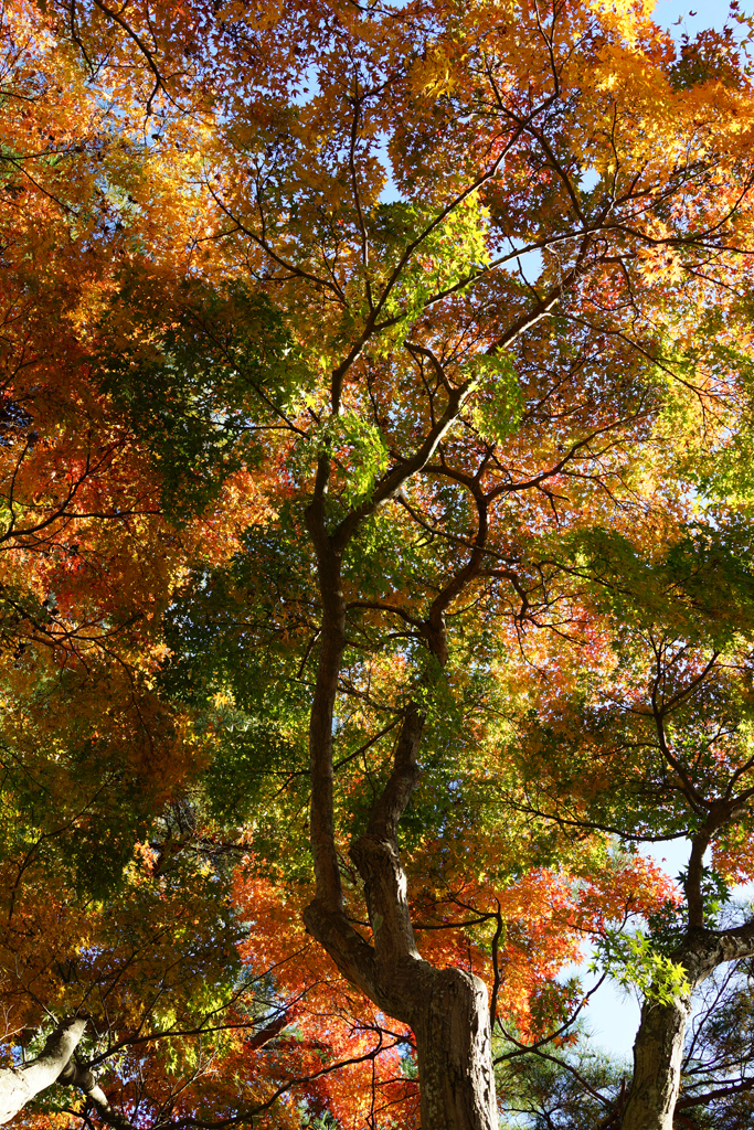 彩の秋