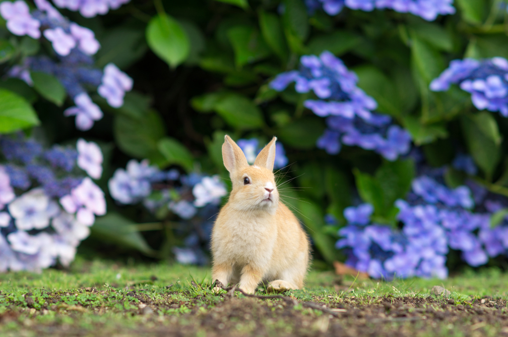 あじさいうさぎ