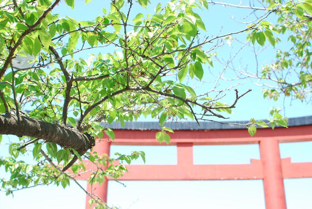 新緑と八幡宮鳥居