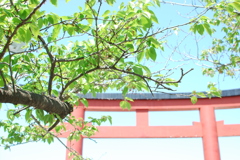 新緑と八幡宮鳥居