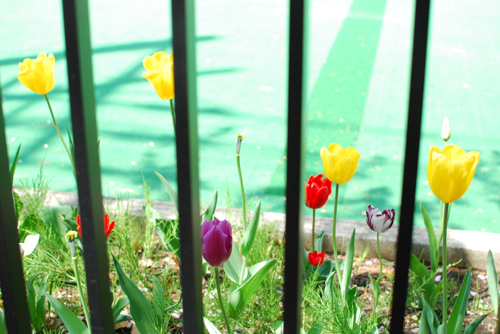 チューリップ