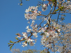 瀬戸の花よね2025'-2