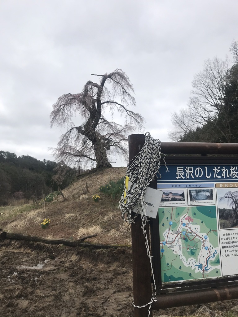 長沢のしだれ桜 2020'
