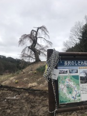 長沢のしだれ桜 2020'
