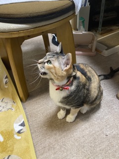にゃんかちょうだい