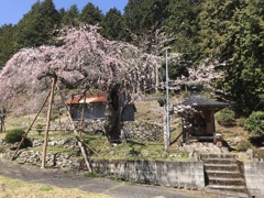 大虫の枝垂れ桜2020年