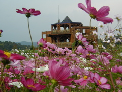 丘陵公園