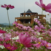 丘陵公園