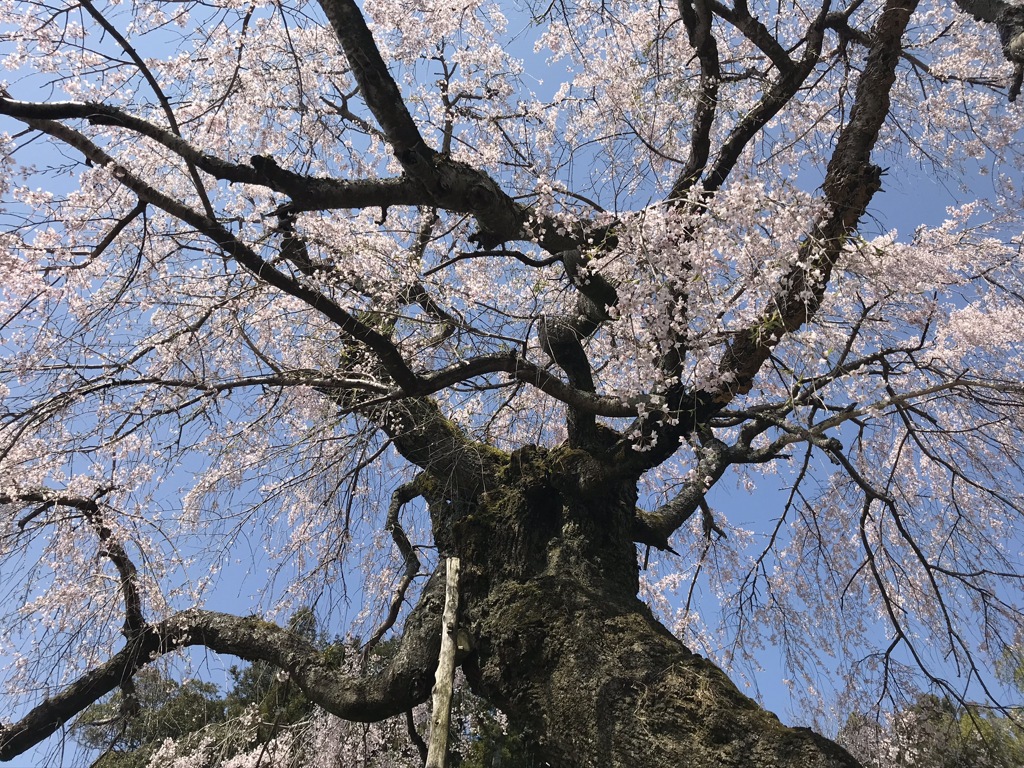 神原のシダレザクラ2020年Ⅱ