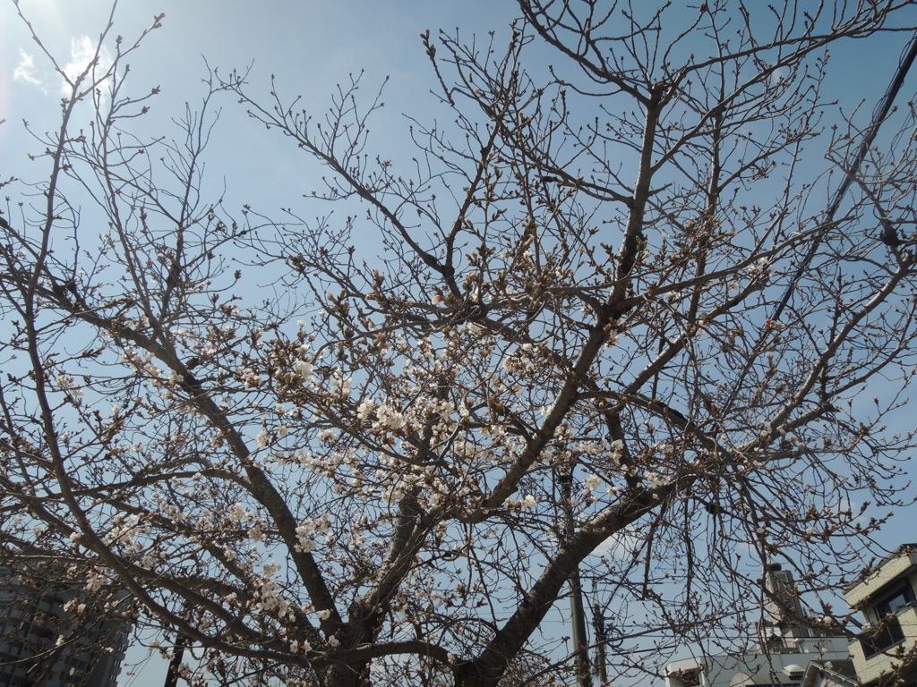 桜咲きました(≧∇≦)2025'