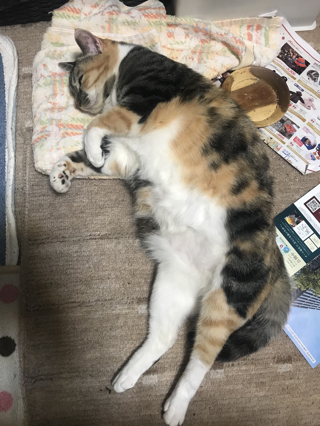 眠いニァ〜