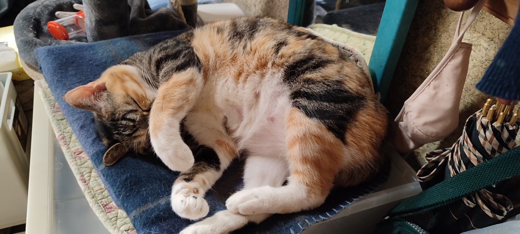 そっとおやすみ♪