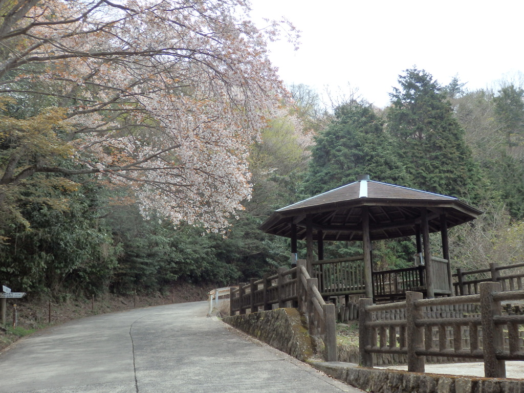 山桜見物