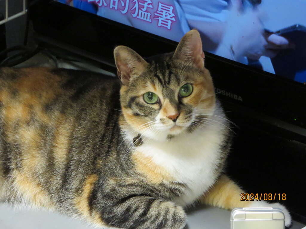 縞三毛