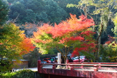 紅葉回想2018Ⅴ