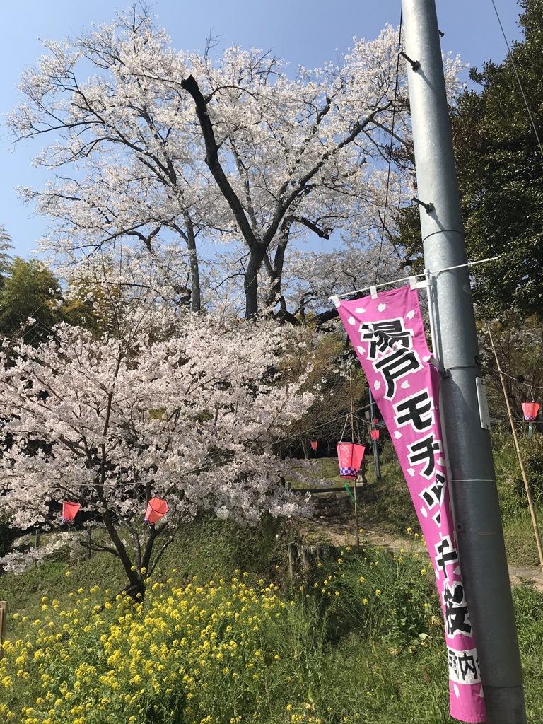 モチヅキザクラ2020年