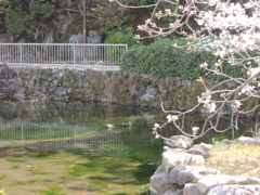 さくらかも散策