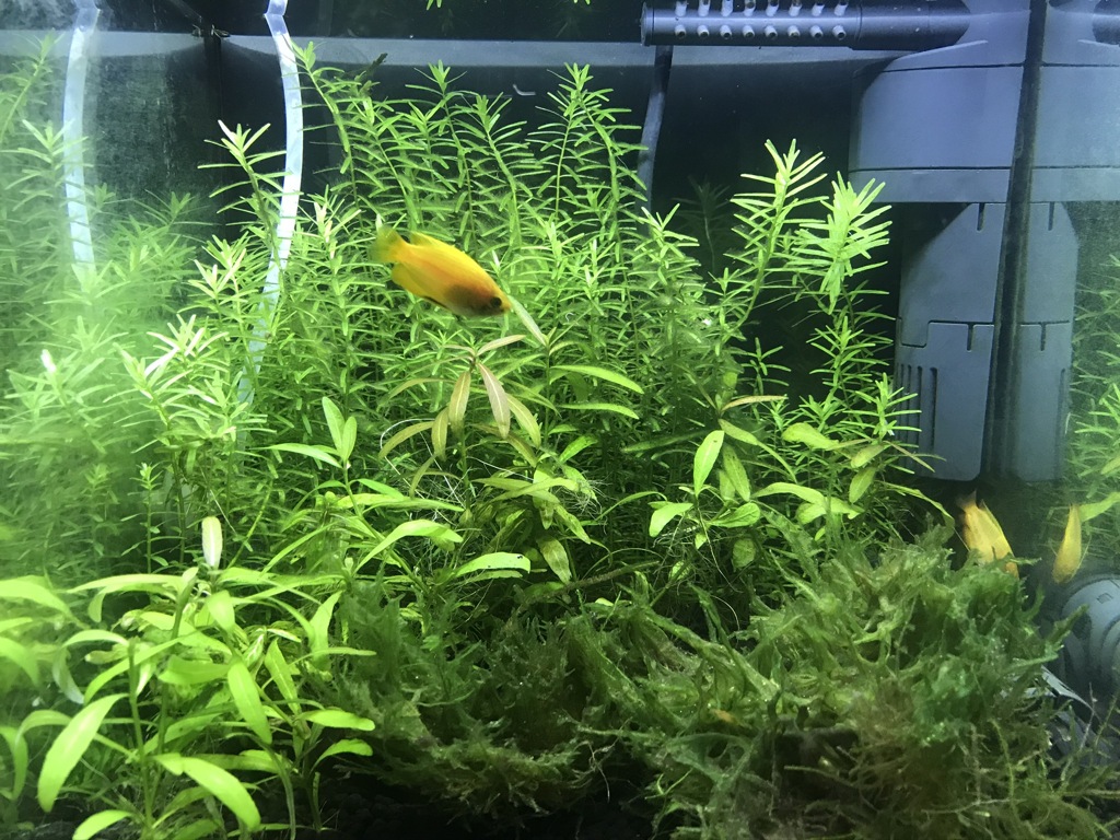 グラミー