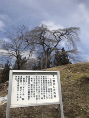 2020'さくら開花前