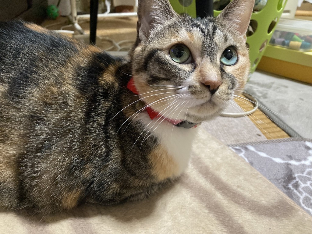 にゃに？