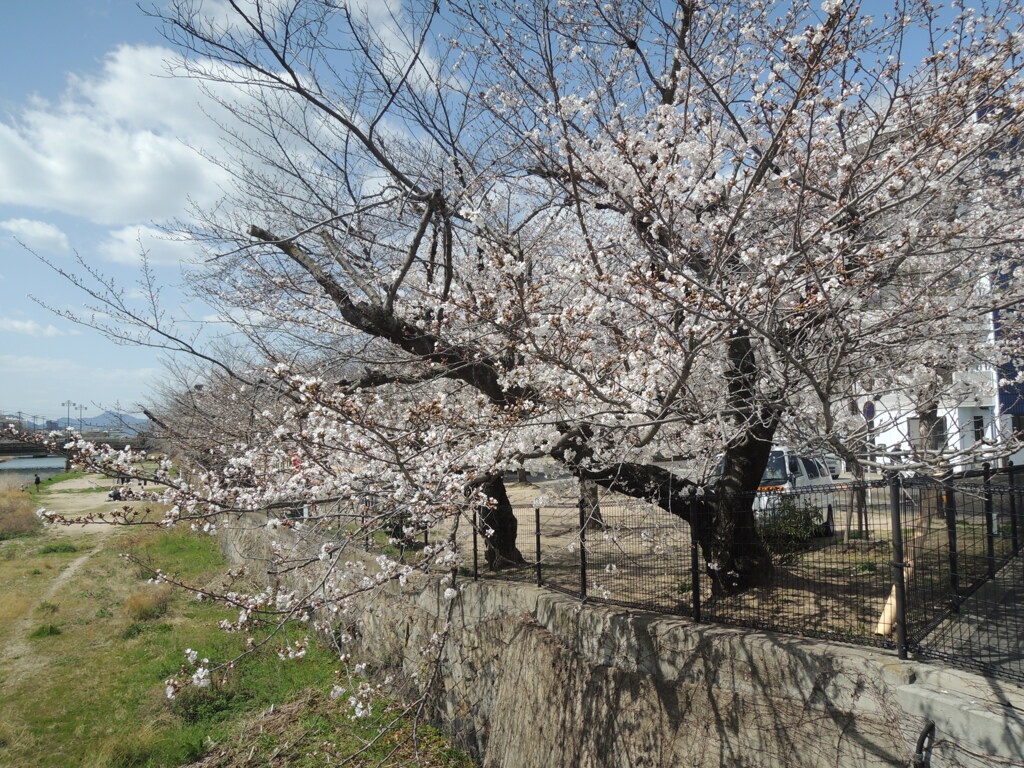 さくらカラーで写そ！
