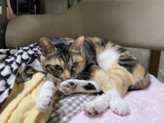 にゃんだ？