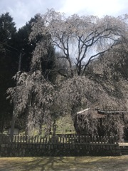 さくらの思ひ出2020年