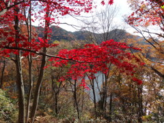 静かな湖畔の森の陰から