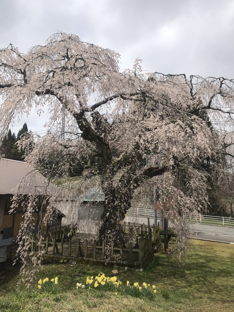 地久院のしだれ桜_見学ツアー2020'