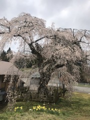 地久院のしだれ桜_見学ツアー2020'
