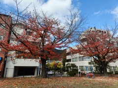 さくら紅葉Ⅱ