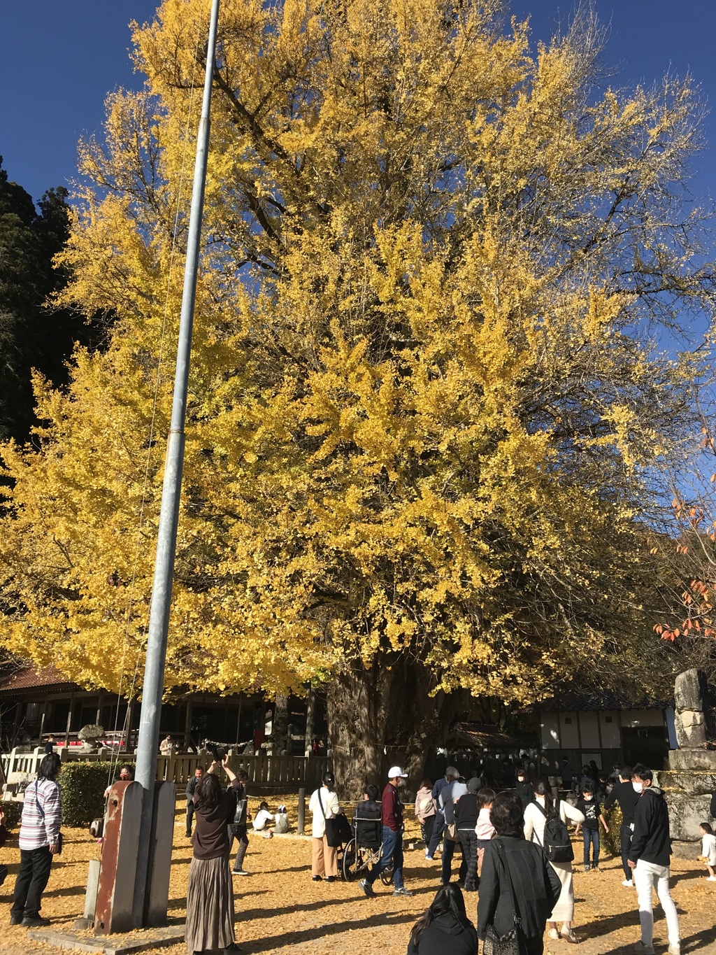大銀杏４年前です。