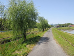 やなぎ通り