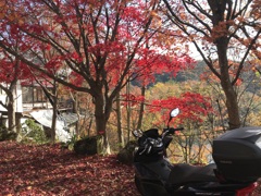 思い出の紅葉