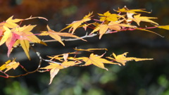 紅葉回想Ⅱ