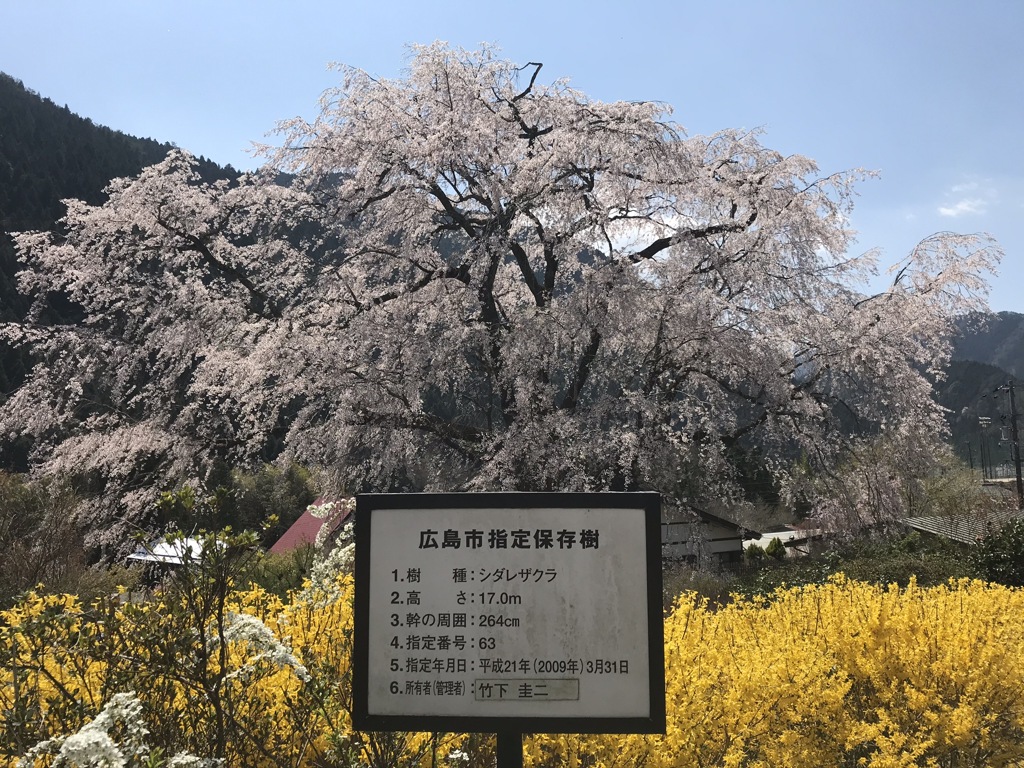 湯の山温泉のシダレザクラ2020年