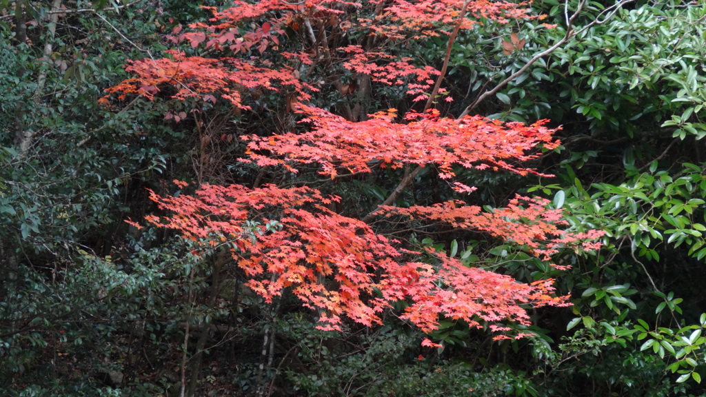 紅葉回想