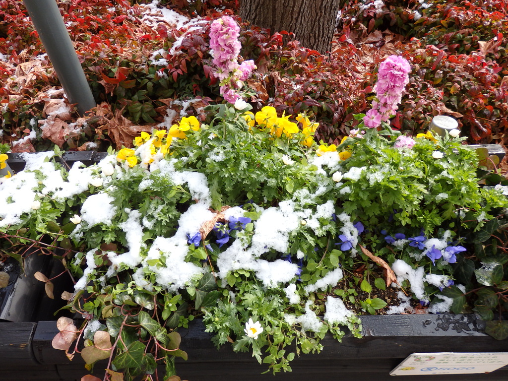 雪の花