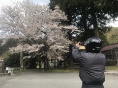三次市布野町のさくら2020年