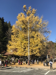 銀杏4年前になります。