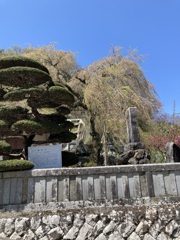 さくらの思い出蓮照寺のしだれ桜