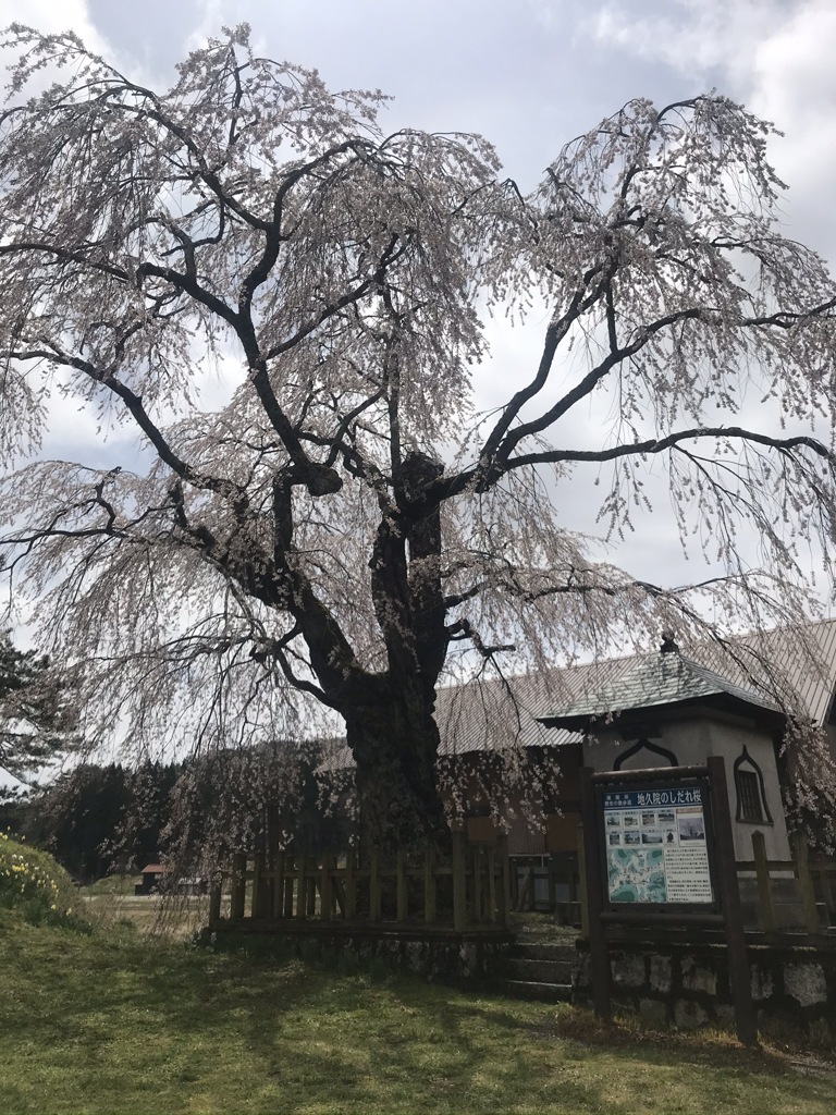 地久院のしだれ桜_2020年_1
