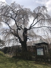 地久院のしだれ桜_2020年_1